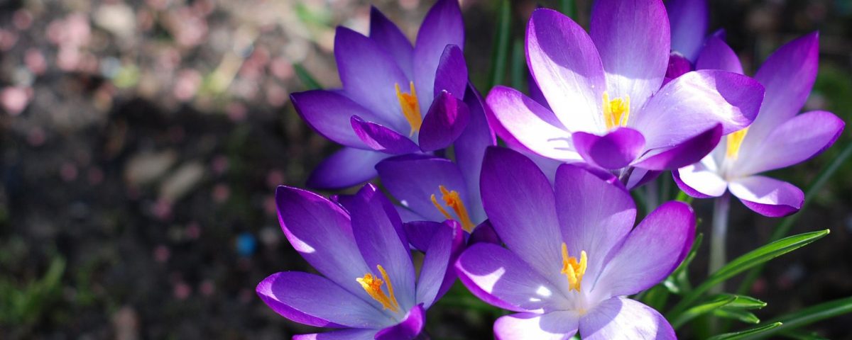 La piena attenzione - Mindfulness Sardegna