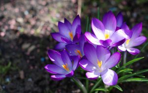 La piena attenzione - Mindfulness Sardegna