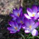 La piena attenzione - Mindfulness Sardegna