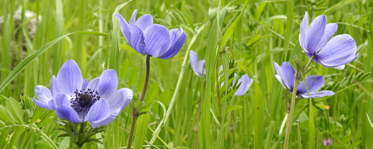 Il significato dell'esistenza - Les Murray - Mindfulness Sardegna