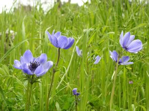 Il significato dell'esistenza - Les Murray - Mindfulness Sardegna