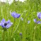 Il significato dell'esistenza - Les Murray - Mindfulness Sardegna