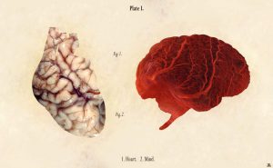 La mente-cuore, la disponibilità vs l'evitamento in relazione allo stress e alla malattia - Mindfulness Sardegna