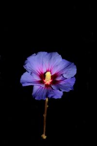 Le cose sono le cose - Fernando Pessoa - Mindfulness Sardegna