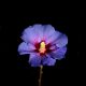 Le cose sono le cose - Fernando Pessoa - Mindfulness Sardegna