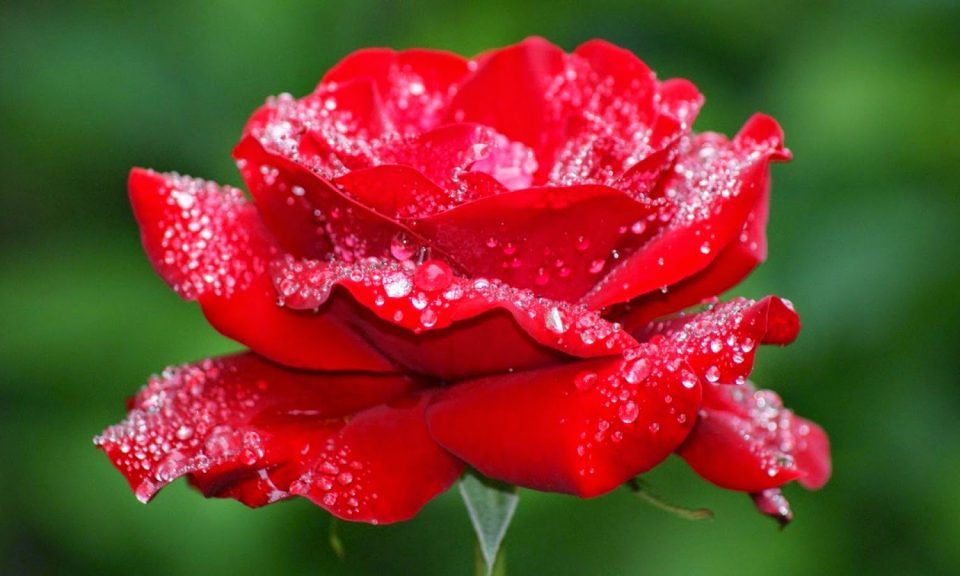 Amore come possibilità - Mindfulness Sardegna