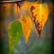 vita e morte - Mindfulness Sardegna