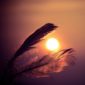 Piuma - Mindfulness Sardegna
