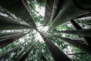 I 7 pilastri della mindfulness - Mindfulness Sardegna