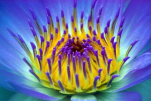 Corso Mindfulness Psicosomatica Avanzato - Mindfulness Sardegna