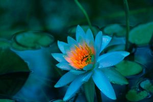 Corso Mindfulness Psicosomatica - Mindfulness Sardegna