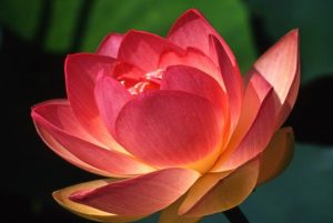 Seminari Intensivi - Mindfulness Sardegna