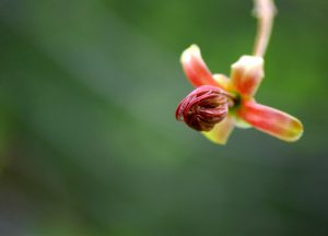 Quarto pilastro - Fiducia - Mindfulness Sardegna