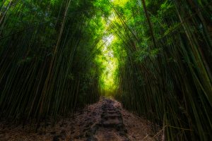 Mindfulness Sardegna - corsi mindfulness come scegliere