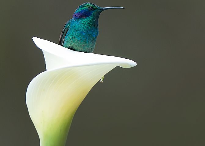 I gigli del campo e gli uccelli del cielo - Kierkegaard - Mindfulness Sardegna