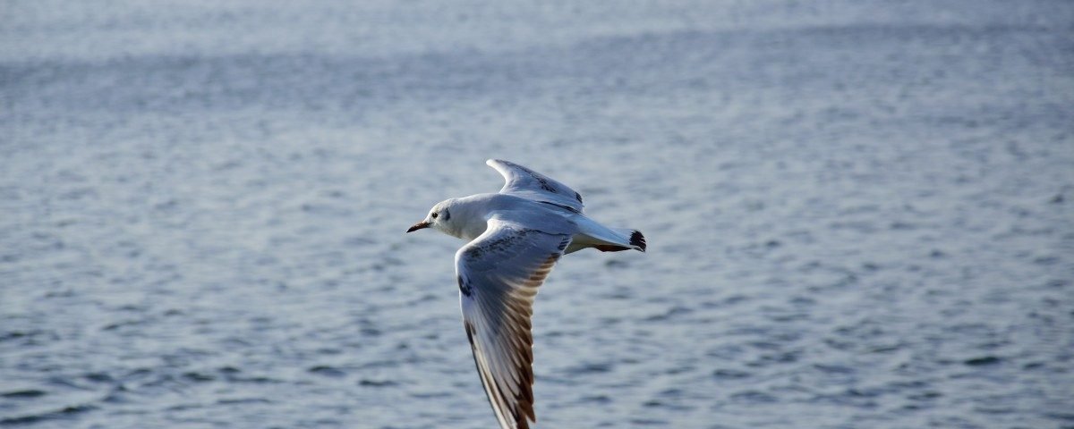 Come mi sono innamorato della meditazione (terza parte) - Mindfulness Sardegna
