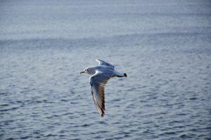 Come mi sono innamorato della meditazione (terza parte) - Mindfulness Sardegna