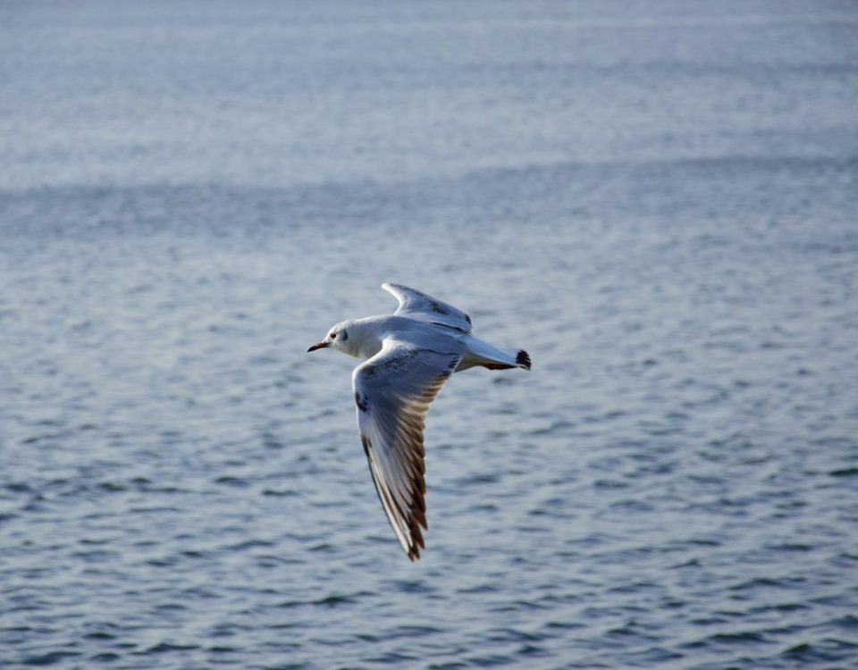 Come mi sono innamorato della meditazione (terza parte) - Mindfulness Sardegna