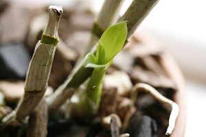Che cos'è? - Tae Bi - Mindfulness Sardegna